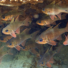 Ostorhinchus norfolcensis