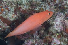 Cephalopholis spiloparaea