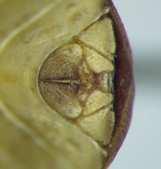 Euschistus schaffneri