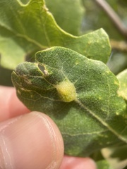 Aceria trichophila