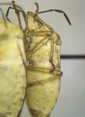 Euschistus schaffneri