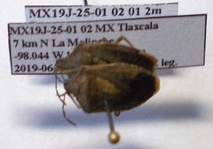 Euschistus schaffneri