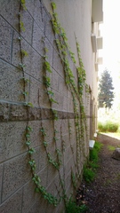 Parthenocissus tricuspidata