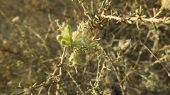 Plocama aucheri