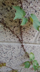 Parthenocissus tricuspidata