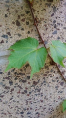 Parthenocissus tricuspidata