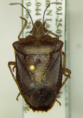 Euschistus biformis