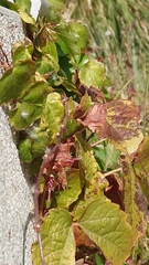 Parthenocissus