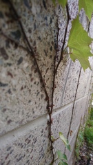 Parthenocissus tricuspidata