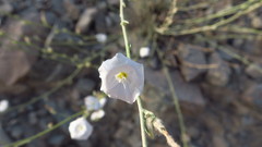 Convolvulus prostratus