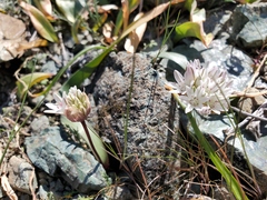 Allium obtusum conspicuum