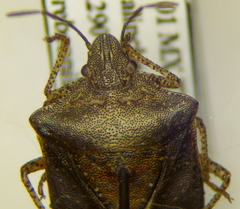 Euschistus biformis