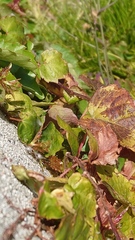 Parthenocissus