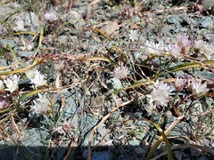 Allium obtusum conspicuum