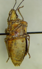 Euschistus biformis