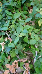 Ficus pumila