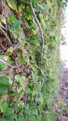 Ficus pumila