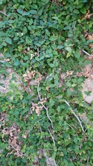 Ficus pumila