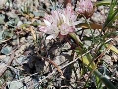 Allium obtusum conspicuum