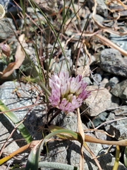Allium obtusum conspicuum