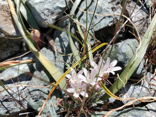 Allium obtusum var. conspicuum