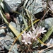 Allium obtusum conspicuum - Photo (c) Rob Irwin, algunos derechos reservados (CC BY-NC), subido por Rob Irwin