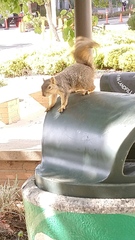 Sciurus niger