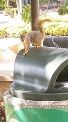 Sciurus niger