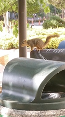 Sciurus niger