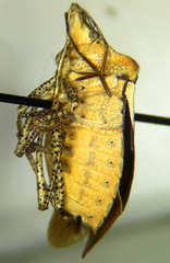 Euschistus biformis