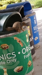 Sciurus niger