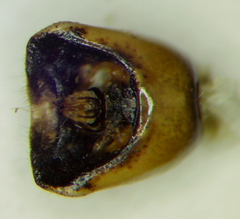 Euschistus biformis