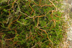 Sophora prostrata