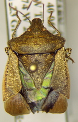 Euschistus biformis