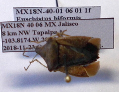 Euschistus biformis