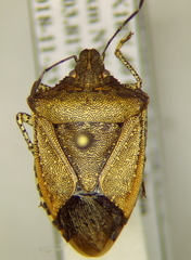Euschistus biformis