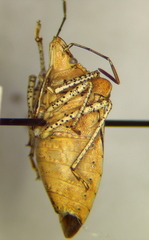 Euschistus biformis