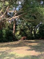 Bos