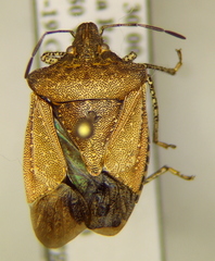 Euschistus biformis