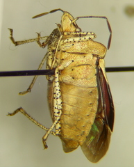 Euschistus biformis