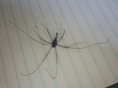 Pantopsalis phocator