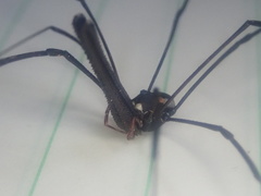 Pantopsalis phocator