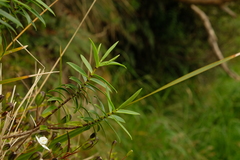Veronica strictissima