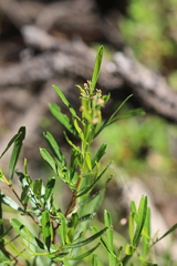 Dodonaea peduncularis