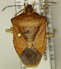 Euschistus biformis