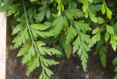 Asplenium appendiculatum