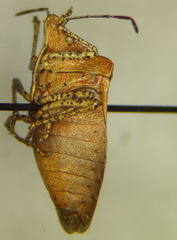 Euschistus biformis