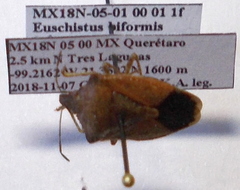 Euschistus biformis