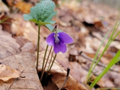 Viola triloba