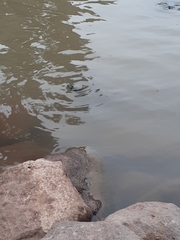 Trachemys nebulosa hiltoni